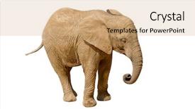  Presentation with strength - Slide deck featuring bull strength - elephant isolated on white background background and a  colored foreground