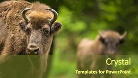  Presentation with bison - Cool new slides with bull strength - european bison bison bonasus backdrop and a tawny brown colored foreground