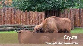  Presentation with bison - Theme enhanced with bull strength - european bison large male bison background and a coral colored foreground