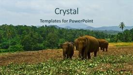  Presentation with elephants - Presentation theme having bull strength - herd of elephants background and a sky blue colored foreground