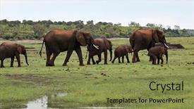  Presentation with elephant - PPT theme enhanced with bull strength - okavango delta botswana elephant family background and a gold colored foreground