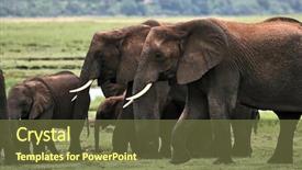  Presentation with savannah - PPT layouts with bull strength - okavango delta botswana elephant s background and a tawny brown colored foreground