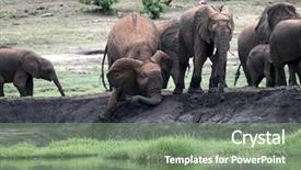  Presentation with elephants - Presentation theme featuring bull strength - okavango delta botswana herd background and a seafoam green colored foreground