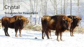  Presentation with winter evergreen forest - Cool new slides with bull strength - three wild bisons backdrop and a light gray colored foreground
