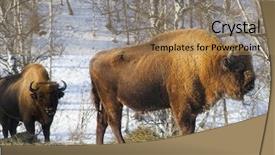  Presentation with winter evergreen forest - Beautiful theme featuring bull strength - two big bisons backdrop and a  colored foreground
