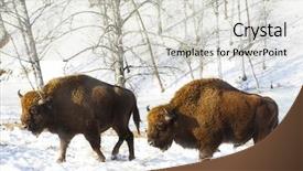  Presentation with forest winter - Beautiful PPT layouts featuring bull strength - two big bisons backdrop and a light gray colored foreground