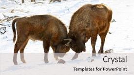  Presentation with winter evergreen forest - Beautiful presentation featuring bull strength - two bisons butt each other backdrop and a light gray colored foreground