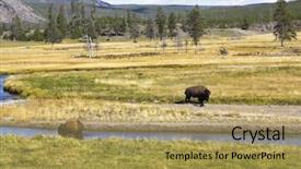  Presentation with yellowstone - Presentation featuring bull strength - two huge bisons are grazed background and a  colored foreground