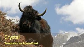  Presentation with grazing - Audience pleasing PPT theme consisting of bull strength - yak grazing on a slope backdrop and a tawny brown colored foreground