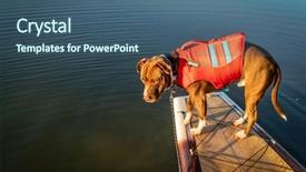  Presentation with american bull dog - Cool new slide set with bull terrier dog in life backdrop and a ocean colored foreground