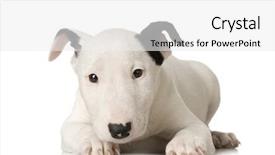  Presentation with pit bull - Cool new presentation with bull terrier in front backdrop and a white colored foreground