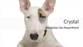  Presentation with puppy - Presentation consisting of bull terrier puppy 5 months background and a white colored foreground