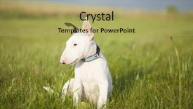  Presentation with strength - Amazing slide set having bull terrier puppy playing backdrop and a yellow colored foreground