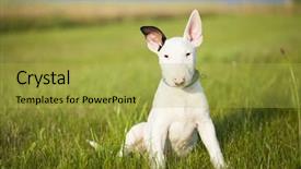  Presentation with strength - Beautiful PPT theme featuring bull terrier puppy playing backdrop and a yellow colored foreground
