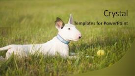  Presentation with strength - Slide set with bull terrier puppy playing background and a gold colored foreground