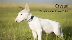  Presentation with strength - Colorful presentation design enhanced with bull terrier puppy playing backdrop and a yellow colored foreground