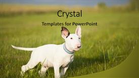  Presentation with strength - Audience pleasing slide set consisting of bull terrier puppy playing backdrop and a gold colored foreground