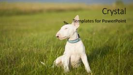  Presentation with strength - Audience pleasing PPT theme consisting of bull terrier puppy playing backdrop and a gold colored foreground