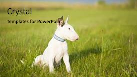  Presentation with strength - Slide set featuring bull terrier puppy playing background and a yellow colored foreground