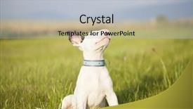  Presentation with puppy - Cool new slide deck with bull terrier puppy playing backdrop and a light gray colored foreground