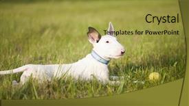  Presentation with strength - PPT theme enhanced with bull terrier puppy playing background and a gold colored foreground