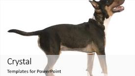  Presentation with pit bull - Presentation theme with bull terrier with happy expression background and a white colored foreground