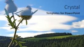  Presentation with thistle - Beautiful presentation theme featuring bull-thistle-in-blue-sky backdrop and a light blue colored foreground