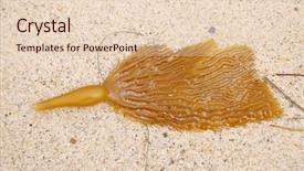  Presentation with laguna beach - Amazing PPT layouts having bull whip kelp backdrop and a lemonade colored foreground