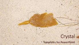  Presentation with laguna beach - Slide deck consisting of bull whip kelp background and a lemonade colored foreground