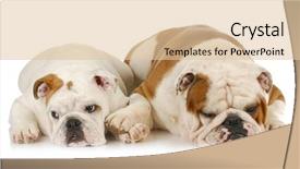  Presentation with english employability - Audience pleasing presentation theme consisting of two english bulldogs laying down backdrop and a lemonade colored foreground