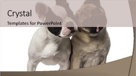  Presentation with bermuda triangle old map - Audience pleasing PPT layouts consisting of bulldog 7 months old pug backdrop and a light gray colored foreground