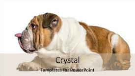  Presentation with english bulldog - Beautiful presentation theme featuring bulldog dog sticking the tongue backdrop and a soft green colored foreground