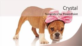  Presentation with english bulldog - Beautiful theme featuring bulldog dressed as minnie mouse backdrop and a lemonade colored foreground