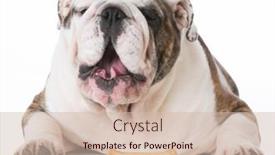  Presentation with bone - 