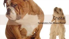  Presentation with puppy english cocker spaniel - Amazing presentation theme having bulldog ignoring howling yapping spaniel backdrop and a coral colored foreground