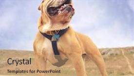  Presentation with dog park - Slide set enhanced with clouds on a summer day background and a coral colored foreground