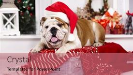  Presentation with santa - PPT theme having christmas pooch dog english - bulldog in santa hats background and a coral colored foreground