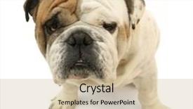  Presentation with white - Beautiful slide deck featuring beware dog - bulldog isolated on white backdrop and a soft green colored foreground