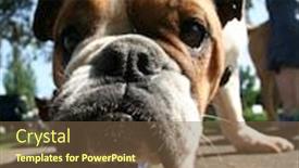  Presentation with leash - Beautiful theme featuring bulldog on a leash backdrop and a tawny brown colored foreground