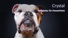  Presentation with studio - Cool new presentation with bulldog-on-an-isolated-black backdrop and a wine colored foreground