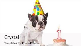  Presentation with first birthday - Cool new theme with bulldog on his first birthday backdrop and a sky blue colored foreground