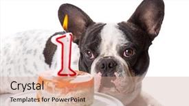  Presentation with first birthday - PPT theme featuring bulldog on his first birthday background and a coral colored foreground