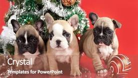  Presentation with gifts - Audience pleasing PPT theme consisting of bulldog puppy and gifts christmas backdrop and a red colored foreground