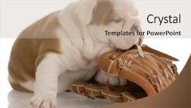 Presentation with english bulldog - Amazing presentation theme having bulldog puppy chewing on baseball backdrop and a mint green colored foreground