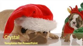  Presentation with elf - Beautiful presentation featuring bulldog puppy dressed as elf backdrop and a tawny brown colored foreground