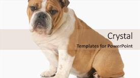  Presentation with view of the old port - PPT theme with bulldog puppy sitting looking background and a coral colored foreground