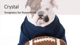  Presentation with cute christmas pug puppy dog - Amazing slides having bulldog puppy wearing football jersey backdrop and a  colored foreground