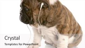  Presentation with listening and communication skills - Colorful theme enhanced with bulldog puppy wearing headphones listening backdrop and a  colored foreground