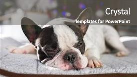  Presentation with christmas baby jesus sleeping - Theme featuring bulldog sleeping under the christmas background and a dark gray colored foreground