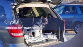  Presentation with car - Cool new slides with bulldog traveling in the car backdrop and a ocean colored foreground